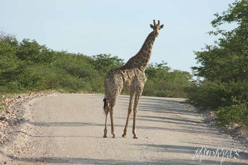 Mud Maps Africa Namibia 0533